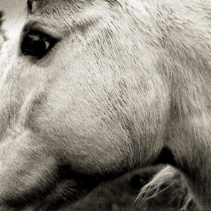 BONNY LIGHT HORSEMAN (NEW LP)
