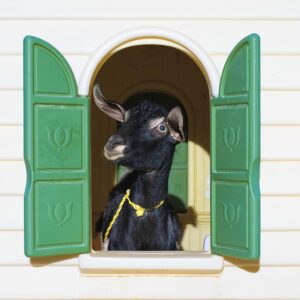 WILD LONELINESS (NEW LP)