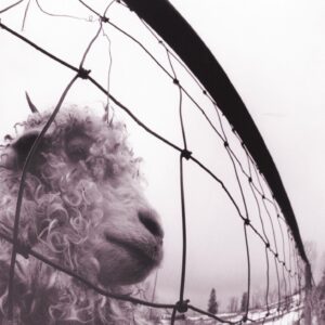 VS. (NEW LP)