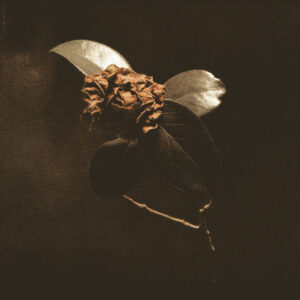 YOUNG SICK CAMELLIA (CD)