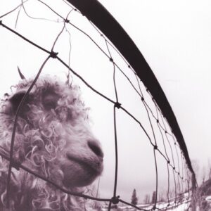 Vs. (NEW LP)