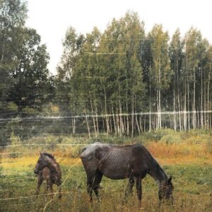 Old Pride (New LP)