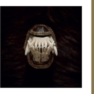 De Toorn (New LP)