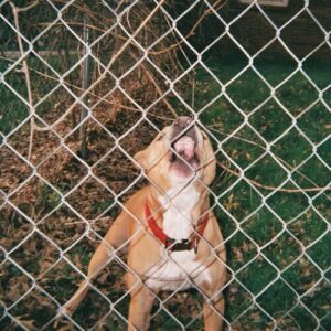 Pop Culture (New LP)
